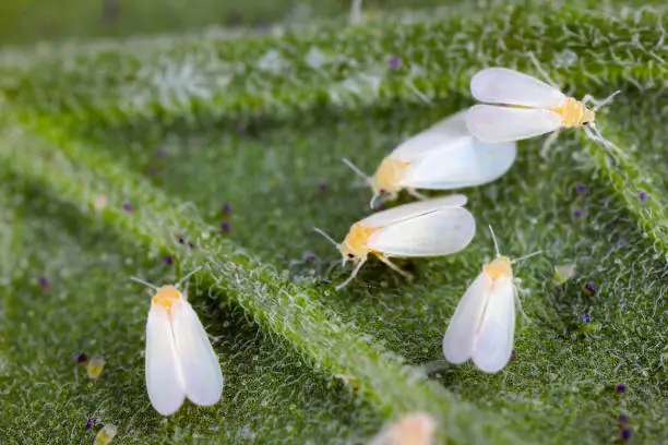 Control de mosca blanca en tomate y chile
