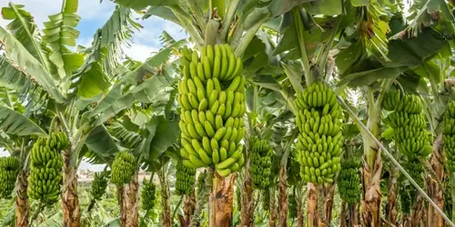 Banano