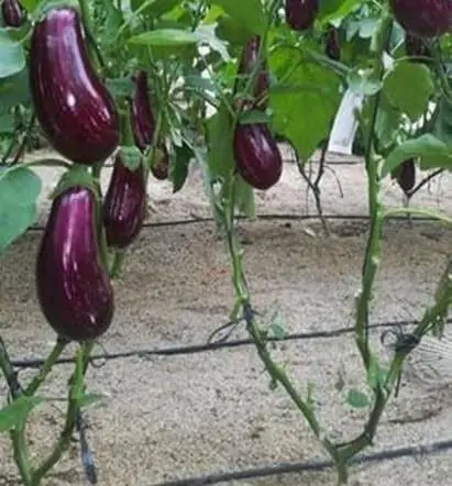 Berenjena