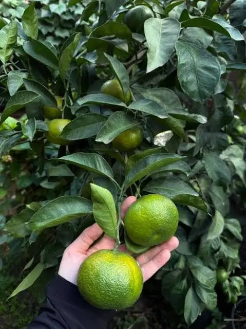 Cítricos