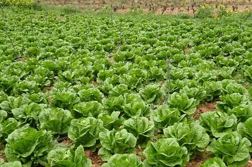 Lechuga