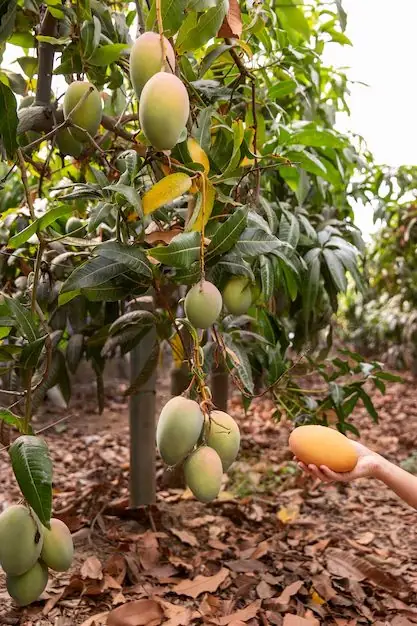 Mango