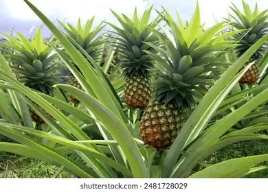 Piña