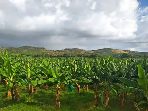 Plátano