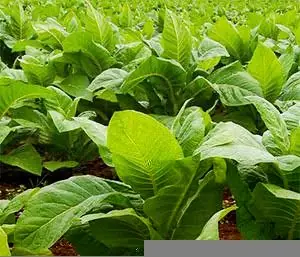 Tabaco