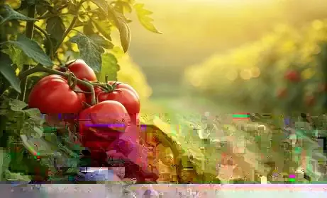 Tomate