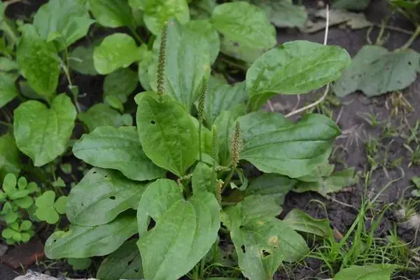 Malezas de hoja ancha