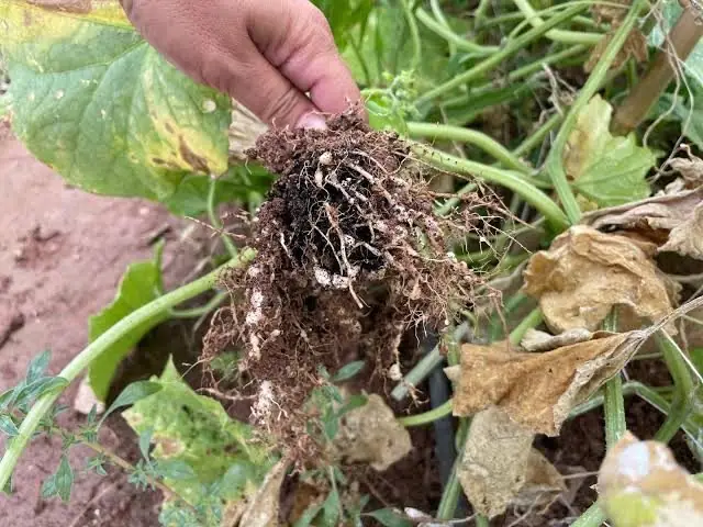 Nematodo nodulador